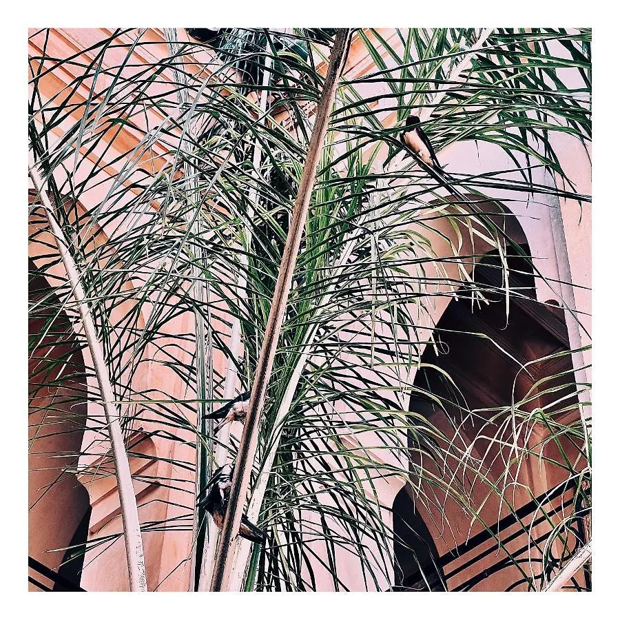 Palais Nejma Oriental Hotel Marrakesh Riad